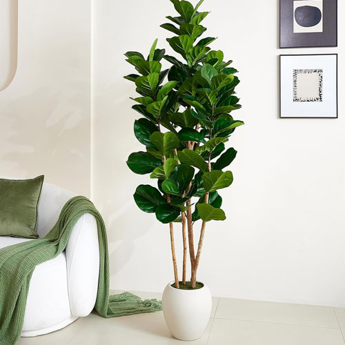 VeriNatural 6FT Fiddle Leaf Fig Tree – White Planter
